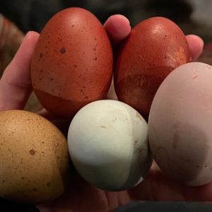 Hatching Eggs
