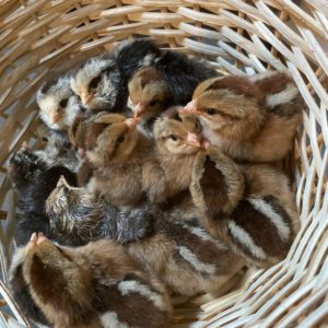 baby chicks fill a basket