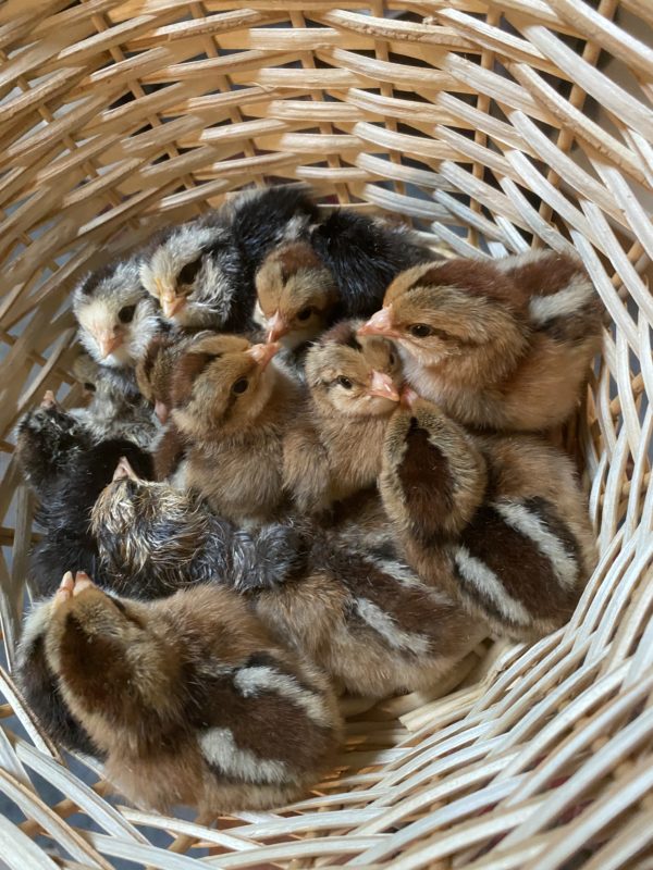 baby chicks fill a basket