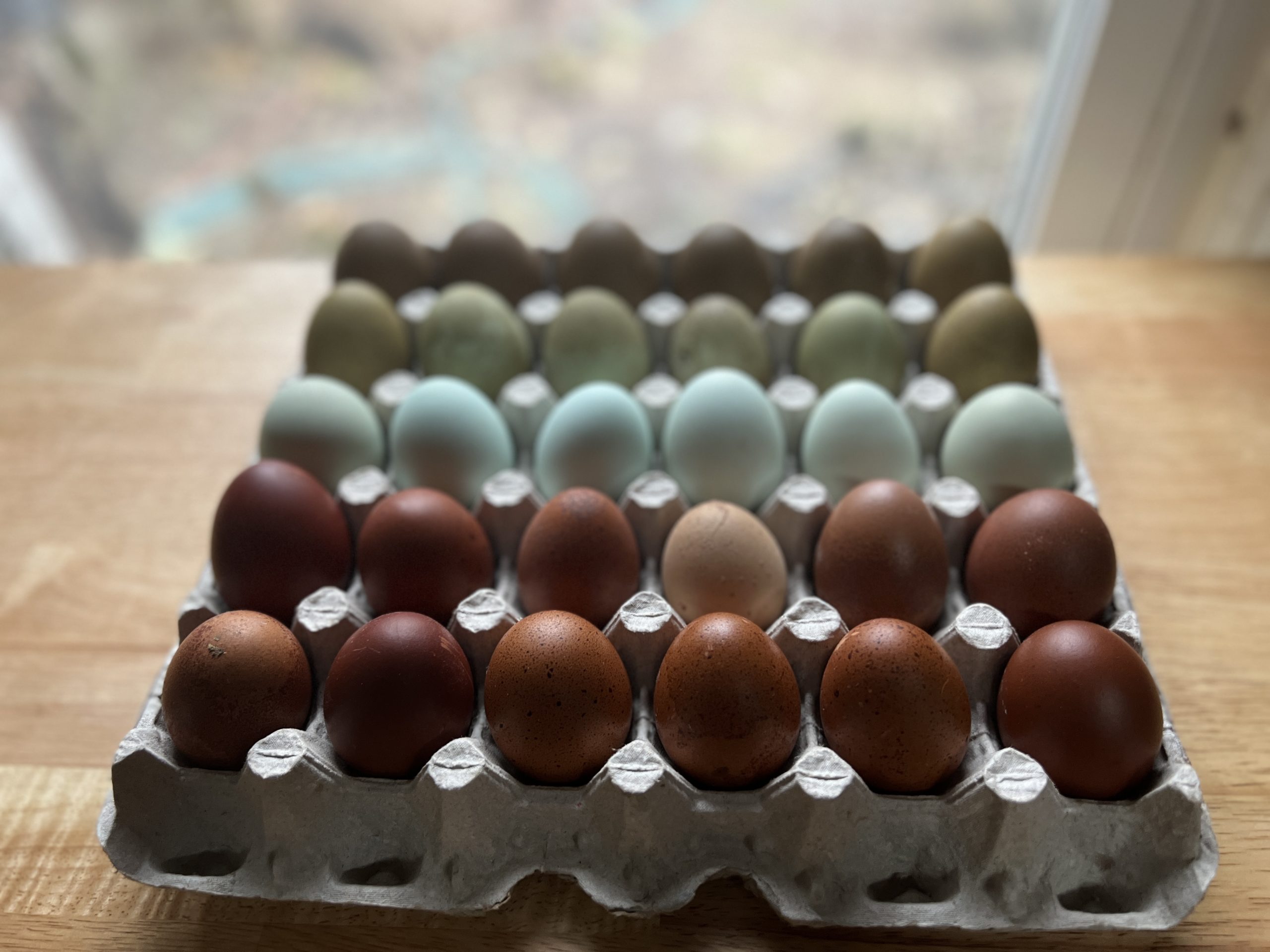 ameraucana egg color chart