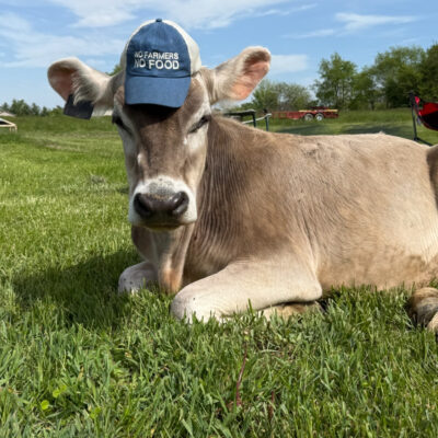 Herdshare— Milk, Butter, Cream membership