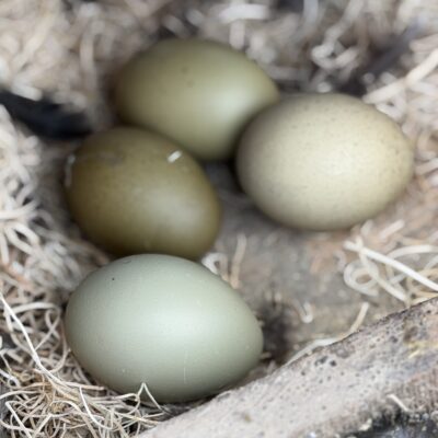 2026 Fall Fen & Forest Floor Mixed Olive Egger Dozen [12 +2] Hatching Eggs