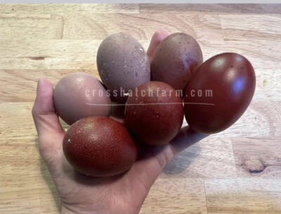 [Sold Out/Backordered to 2026 Season] 'Purple Copper' Black Copper Marans Heavy Bloom line