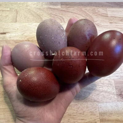 [Sold Out/Backordered to 2026 Season] 'Purple Copper' Black Copper Marans Heavy Bloom line