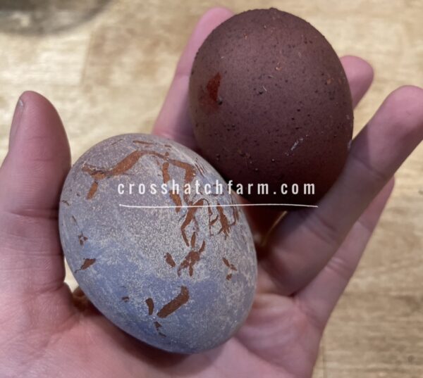 [shipping May 2025+] 'Purple Copper' Black Copper Marans Heavy Bloom line - Image 42