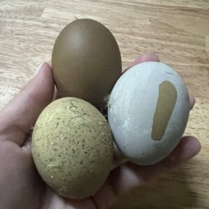 Olives Only Hatching Egg Mix 14 (12 +2)