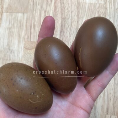 [Sold Out/Backordered to 2026 Season] Featured Cross: Backcrossed Olive Eggers (BC1-BC4ish)