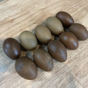 Olives Only Hatching Egg Mix 14 (12 +2)