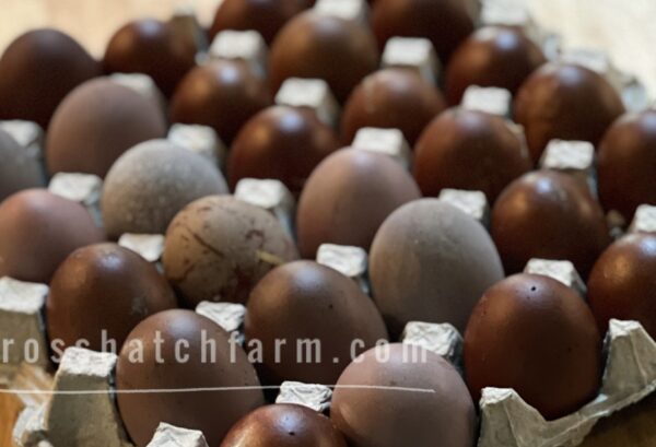 [shipping May 2025+] 'Purple Copper' Black Copper Marans Heavy Bloom line - Image 34