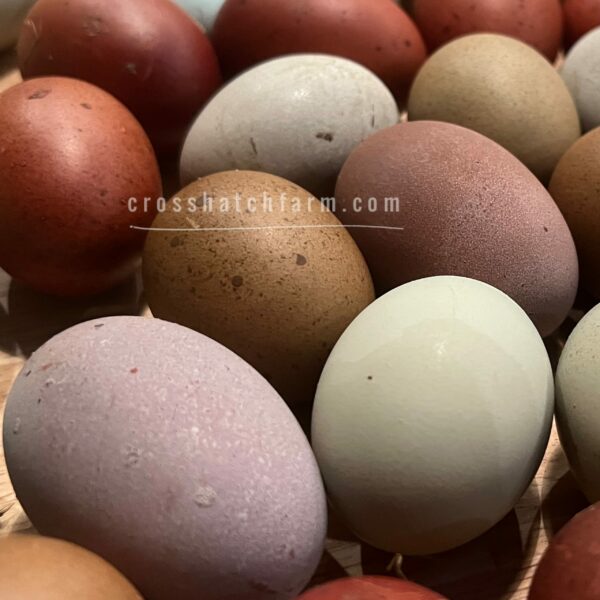 [March 2025] Rainbow Egg Hatching Egg Mix 14 (12 +2) - Image 7