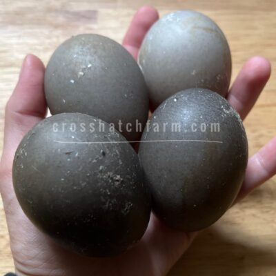 [Sold Out/Backordered to 2026 Season] Cayuga Duck Hatching Eggs