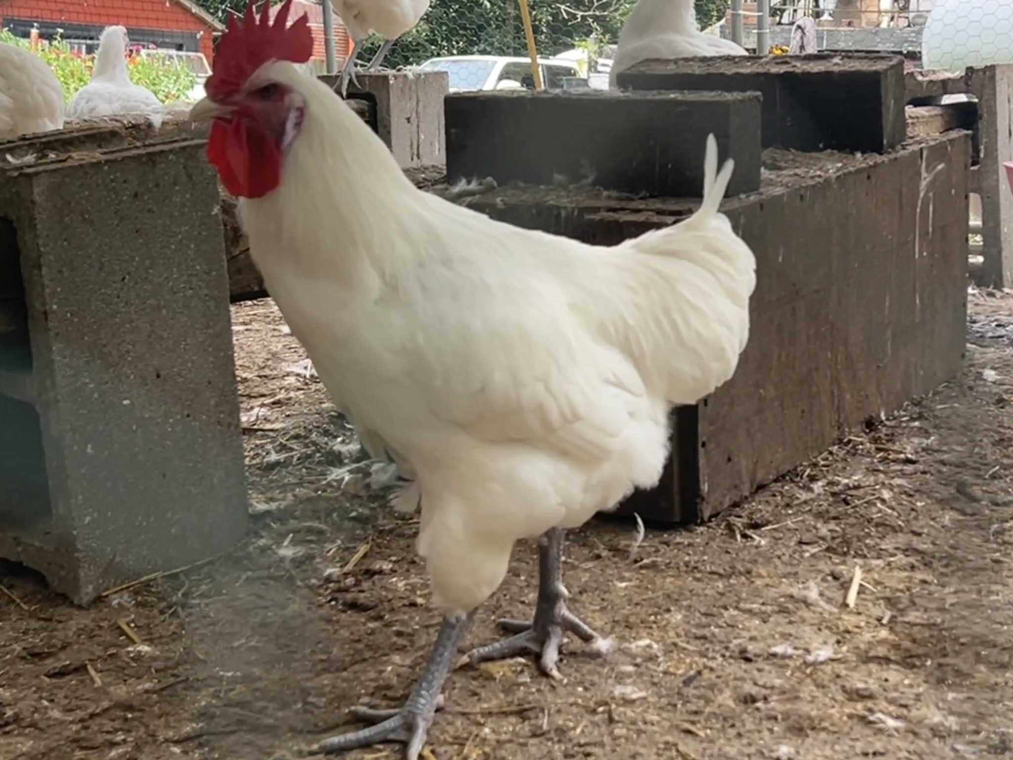 [Summer 2026] American Bresse Pullet - crosshatch farm