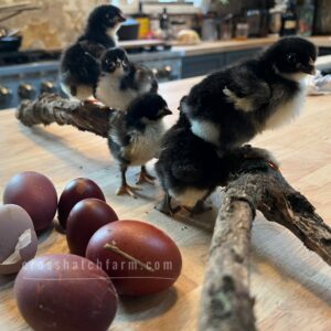 [Shipping May 2025] 'Purple Copper' Black Copper Marans Day Old Chick (Straight Run)