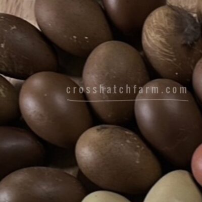 Backcross Olive Eggers BC3/BC4 (half dozen 6+1 )