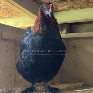 [SOLD OUT] Purple Copper line Black Copper Marans Pullet