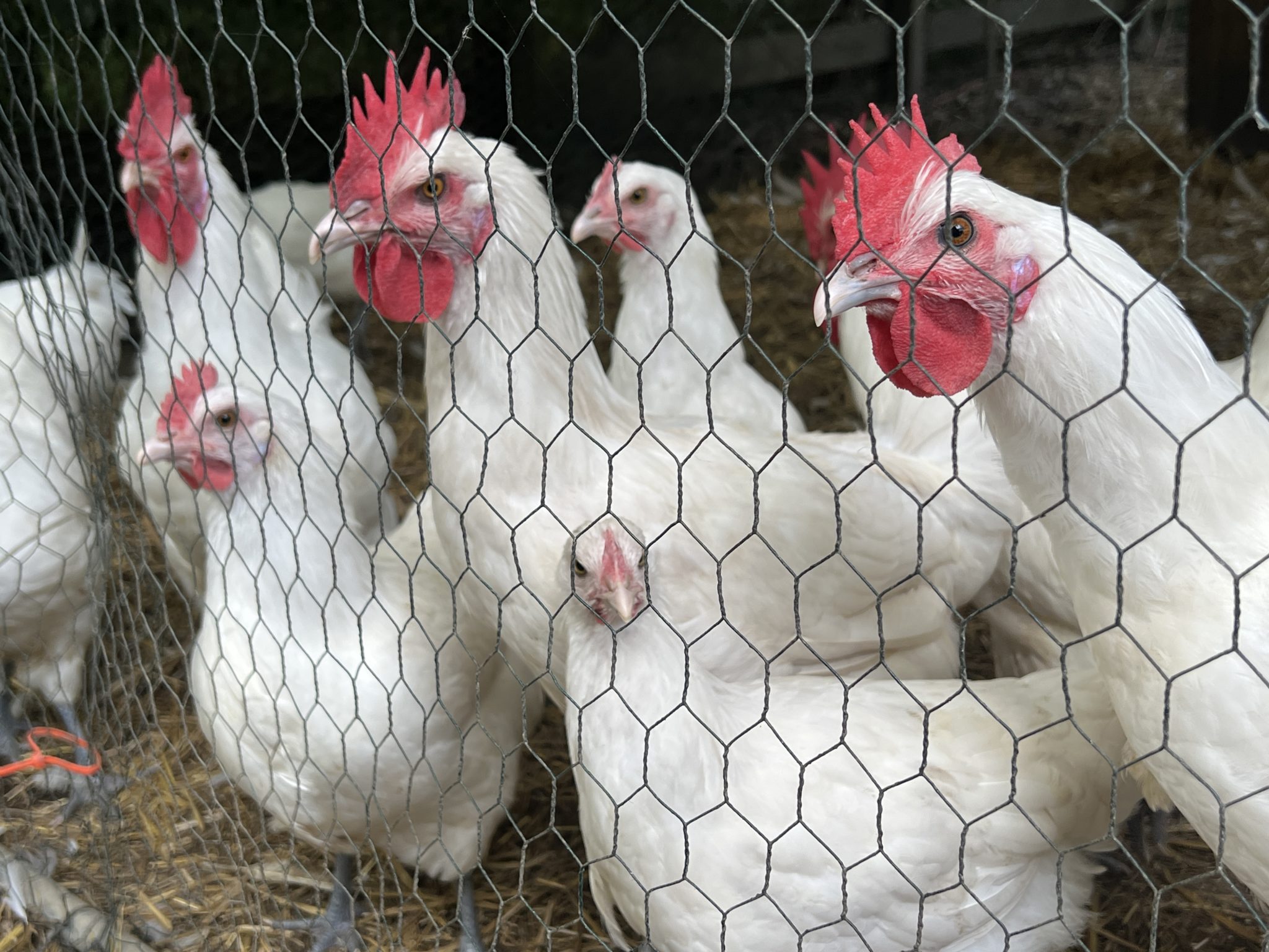 [Summer 2026] American Bresse Pullet - crosshatch farm