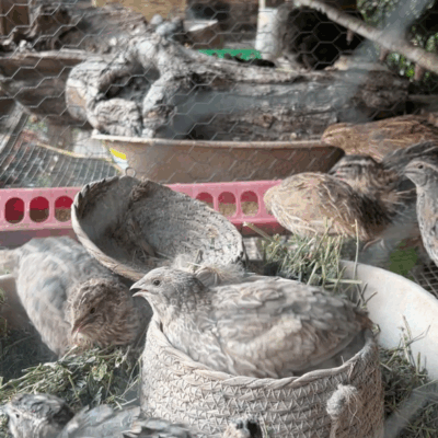 Coturnix Quail