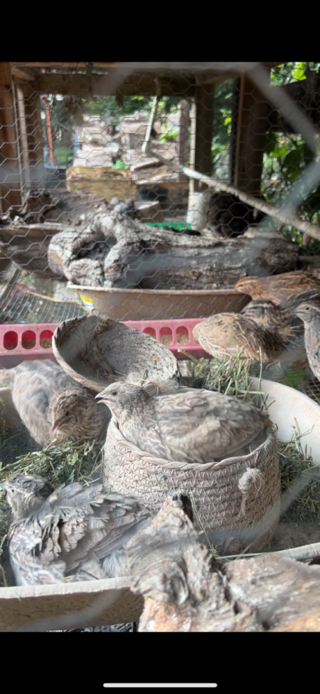 Coturnix Quail