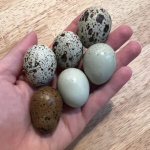 Coturnix Quail Hatching Eggs (Mixed Plumage)