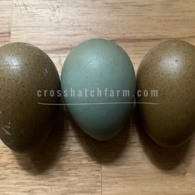[Sold Out/Backordered to 2026 Season] Dark Olive Egger Backcrossed to Blue Day Old Chick (straight run)