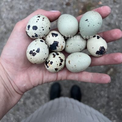 Coturnix Quail Hatching Eggs (48 Mixed Plumage Celadon and Pearl Fee Speckled)