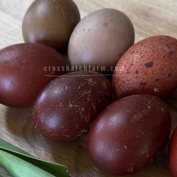 [shipping May 2025+] 'Purple Copper' Black Copper Marans Heavy Bloom line - Image 41