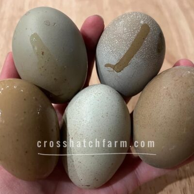 All Olives Half Dozen Hatching Eggs (BC1-BC4 Marans, BC3-BC4 Back under Blue)