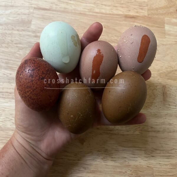 [March 2025] Rainbow Egg Hatching Egg Mix 14 (12 +2) - Image 6