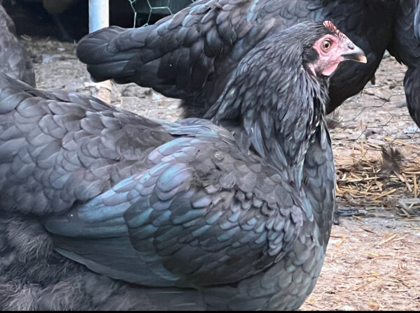 [Summer 2025] Dark Olive Egger Backcrossed to Blue Pullet