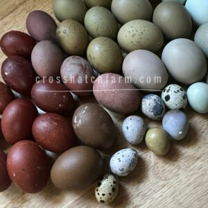 [March 2025] Rainbow Egg Hatching Egg Mix 14 (12 +2)