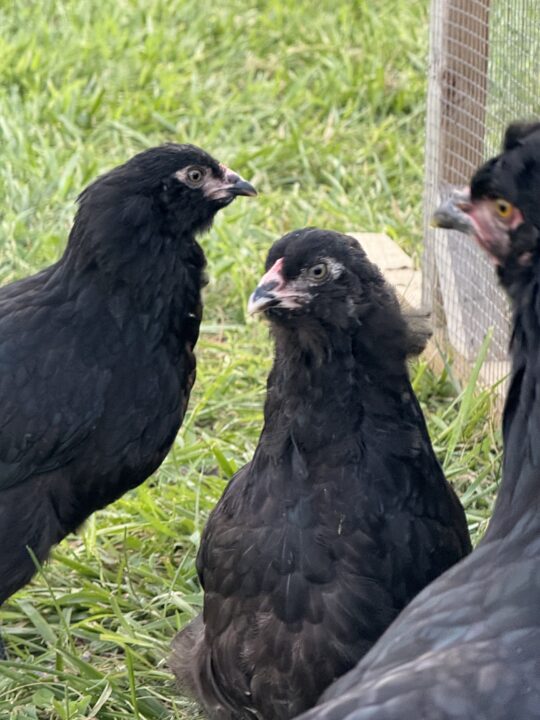 [Sold Out/Backordered to 2026 Season] Dark Olive Egger Backcrossed to Blue Pullet