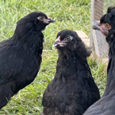 [Sold Out/Backordered to 2026 Season] Dark Olive Egger Backcrossed to Blue Pullet