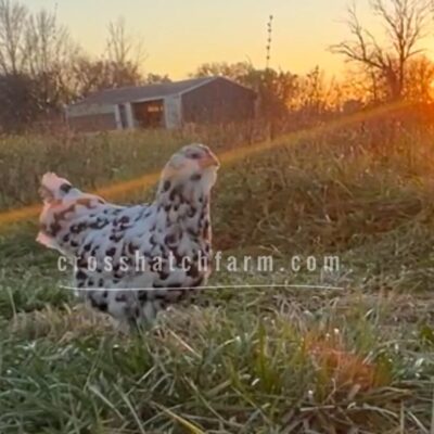 [Sold Out/Backordered to 2026 Season] Ermine Ameraucana Pullet