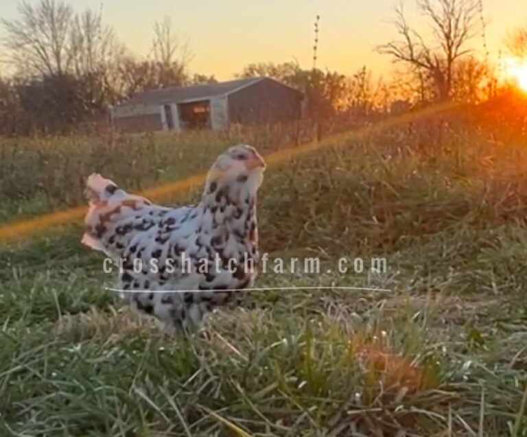 Featured Breed Ermine Ameraucana crosshatch farm