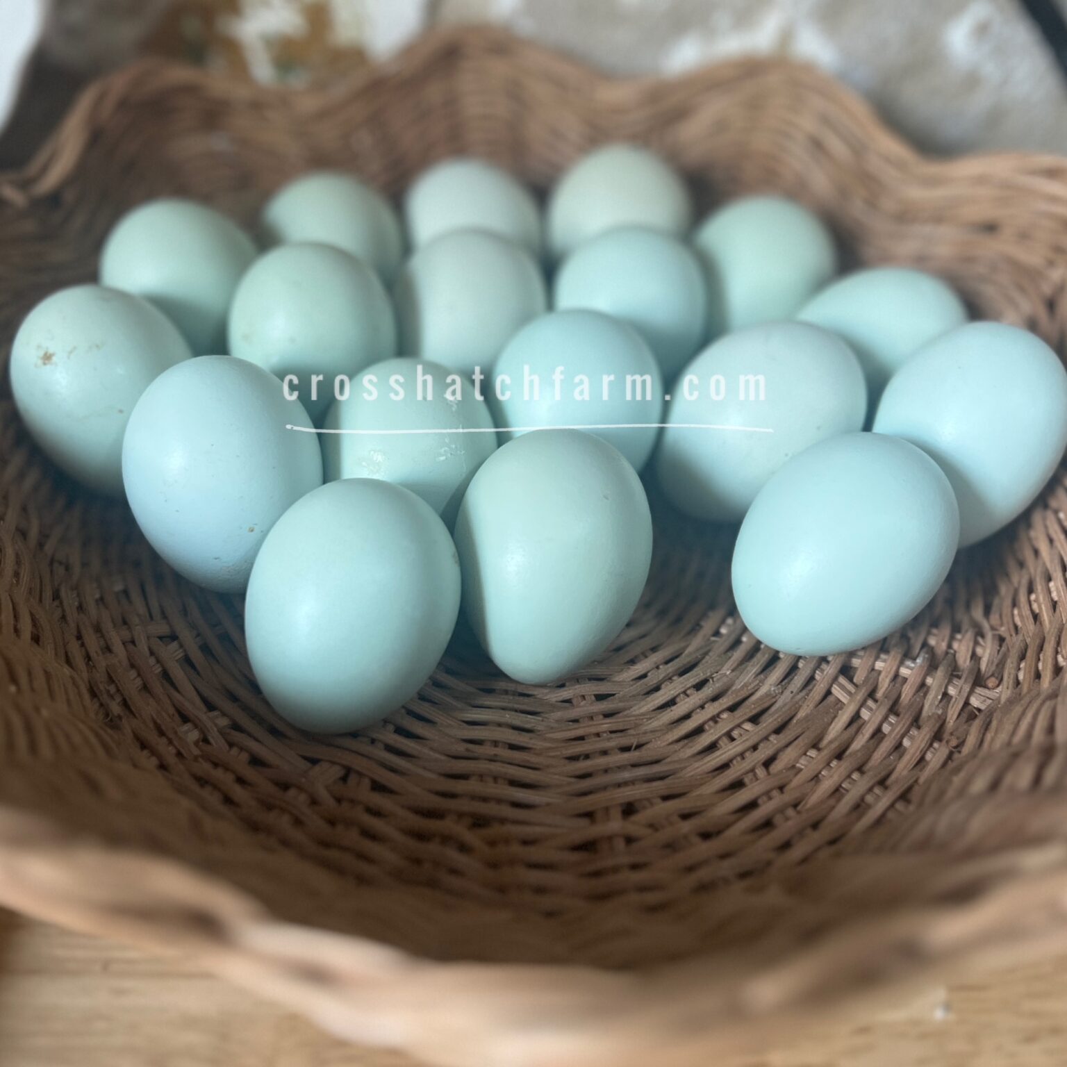 Featured Breed: Ermine Ameraucana - crosshatch farm