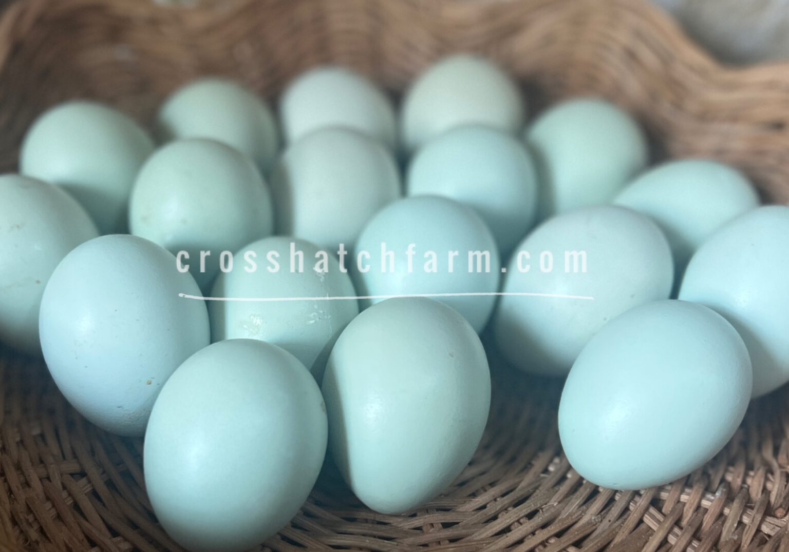 Featured Breed Ermine Ameraucana crosshatch farm