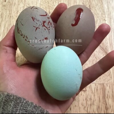 [Sold Out/Backordered to 2026 Season] Black Ameraucana Day Old Chick (straight run)