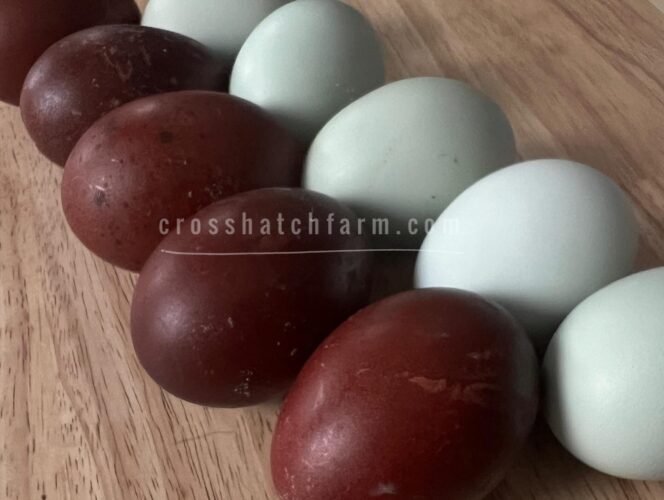 Featured Breed Ermine Ameraucana crosshatch farm