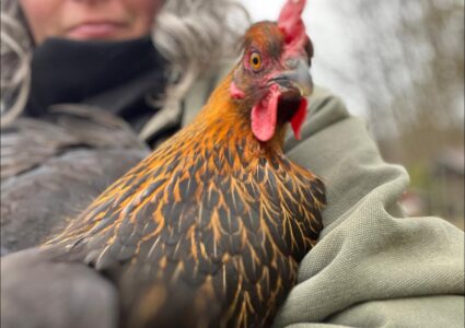 [Sold Out/Backordered to 2026 Season] Backcrossed Olive Egger Pullet (BC1, BC2, BC3, BC4 to Marans)