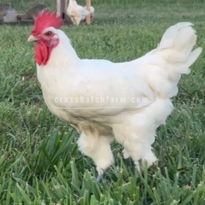 [Summer 2026] American Bresse Cockerel