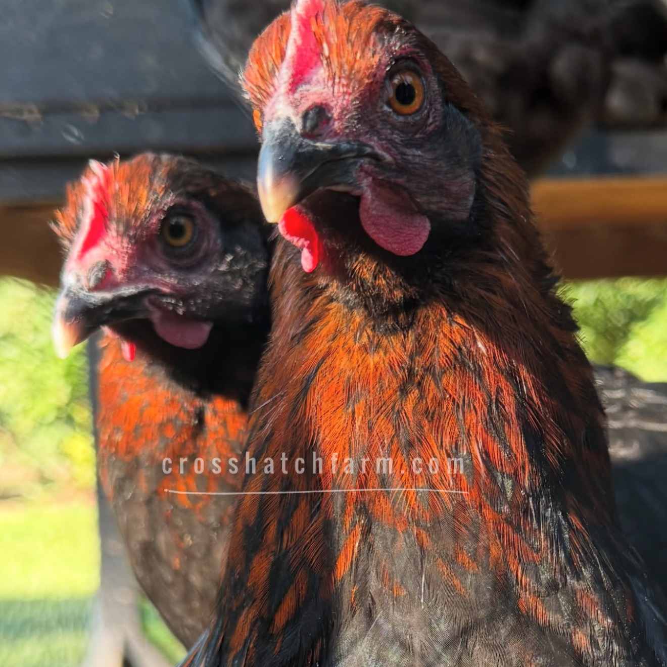 2026 'Purple Copper' Black Copper Marans Heavy Bloom line - Image 35