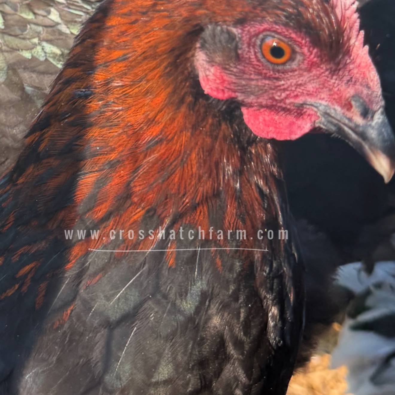 2026 'Purple Copper' Black Copper Marans Heavy Bloom line - Image 34