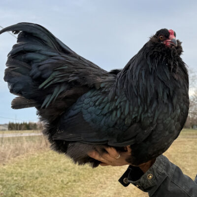 [Summer 2026] Black Ameraucana Cockerel