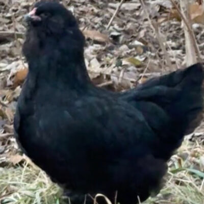 [Summer 2026] Black Ameraucana Pullet