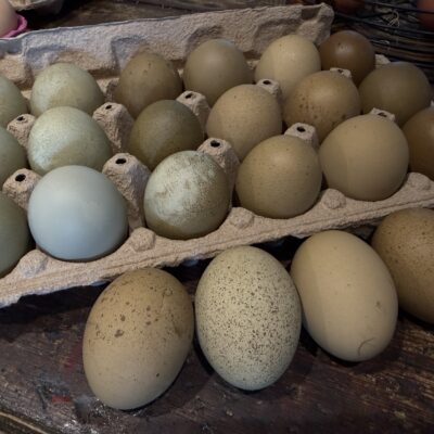 Fall 2026 Box of Fen, Field & Forest Olives Chicks! Mixed olives breeder's choice